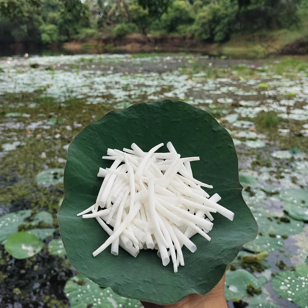 2.2 lbs (1 kg) Smooth Dentalium Shells (1.75–2 Inches) Approx 1080 Pieces – Natural White Dentalium Shells for Beading, Jewelry Making, Native Regalia & Craft.