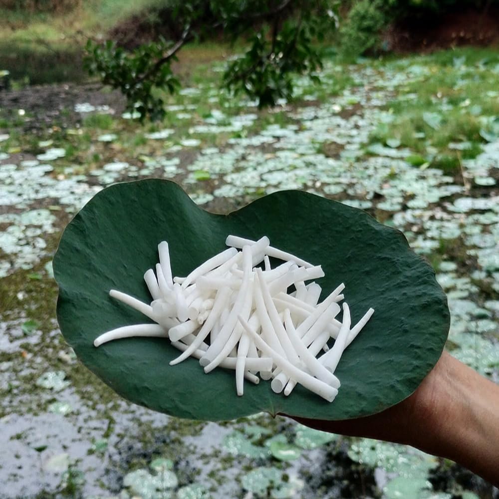 Smooth Dentalium Shells (1.25–1.5 Inches) Approx 1520 Pieces – Natural White Dentalium Shells for Beading, Jewelry Making, Native Craft & Regalia.