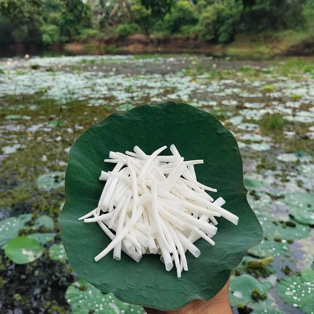 1.1 LBS (500 Grams) Smooth Dentalium Shells (1.75–2 Inches) – Natural White Dentalium Shells for Beading, Jewelry Making, Native Regalia & Craft.
