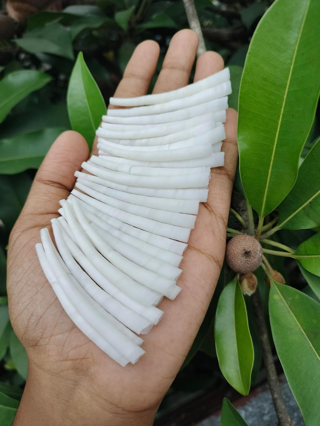 Smooth Dentalium Shells (1.25–1.5 Inches) Approx 1520 Pieces – Natural White Dentalium Shells for Beading, Jewelry Making, Native Craft & Regalia.