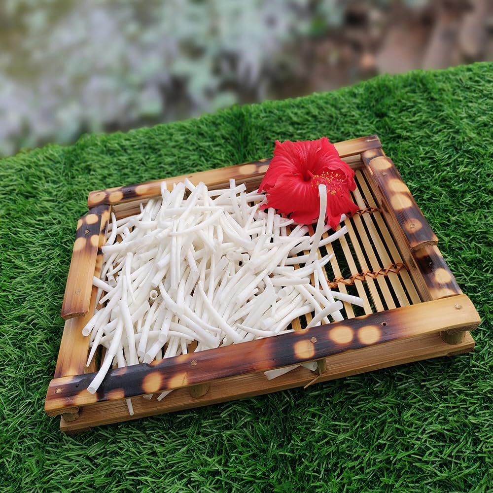 2.2 lbs (1 kg) Smooth Dentalium Shells (1.75–2 Inches) Approx 1080 Pieces – Natural White Dentalium Shells for Beading, Jewelry Making, Native Regalia & Craft.