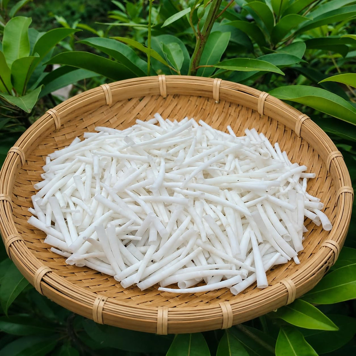 Natural Smooth Dentalium Shells – Bulk Sea Shells for Jewelry Making, Dream Catchers, Beading, Crafts & Coastal Decor (1000, 1.25 to 1.50 inches)