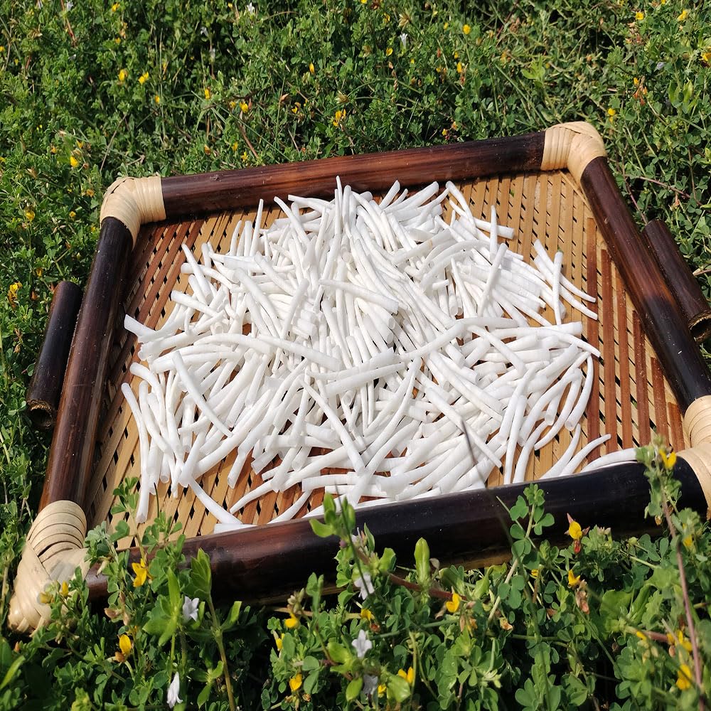 Smooth Dentalium Shells (1.25–1.5 Inches) Approx 1520 Pieces – Natural White Dentalium Shells for Beading, Jewelry Making, Native Craft & Regalia.