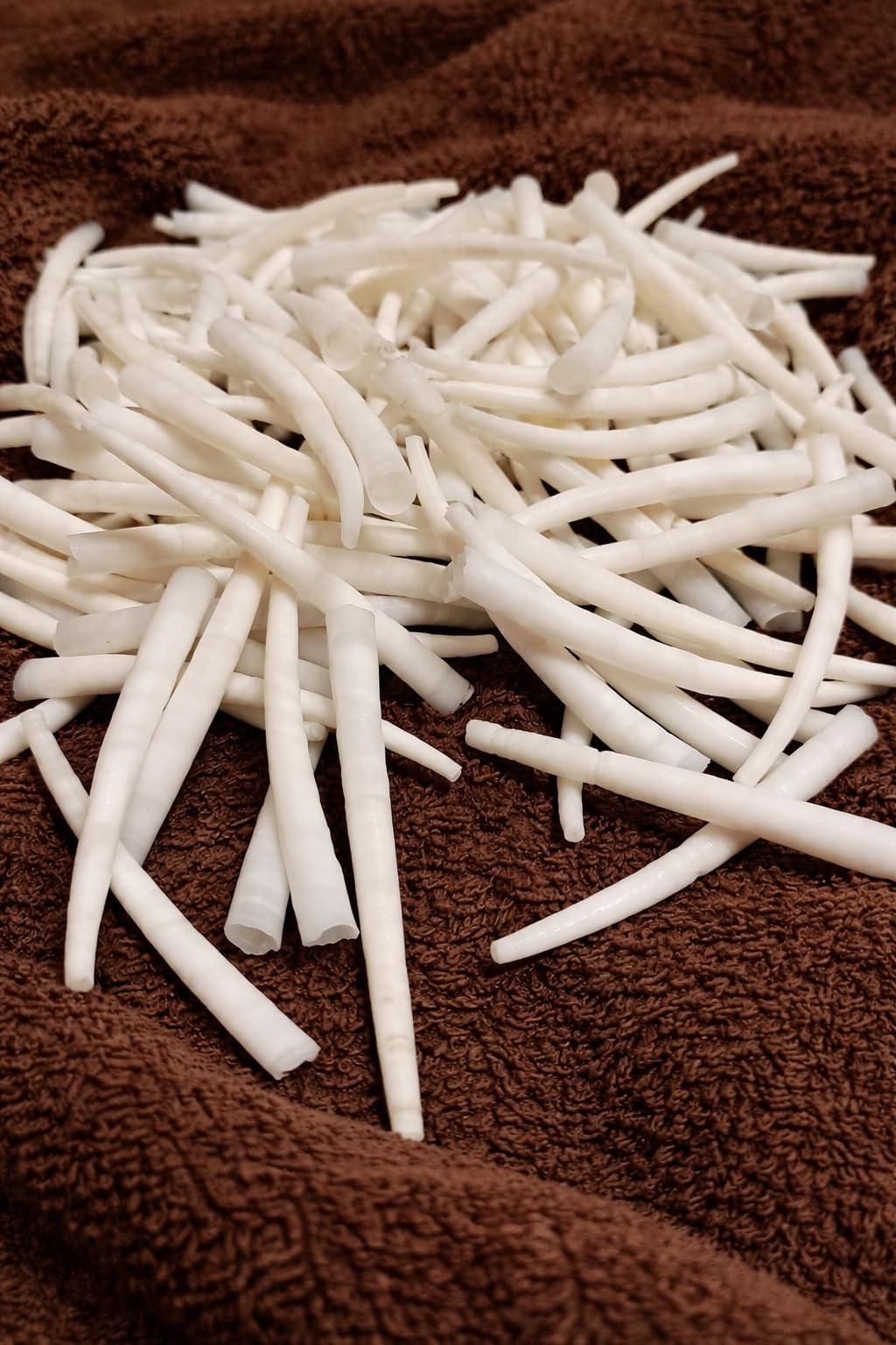Natural Smooth Dentalium Shells – Bulk Sea Shells for Jewelry Making, Dream Catchers, Beading, Crafts & Coastal Decor (1000, 1.25 to 1.50 inches)